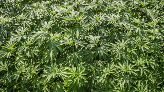 L'Uruguay deviendra le premier pays à commercialiser le cannabis en pharmacie (image d'illustration)