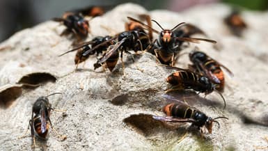 Des frelons asiatiques, le 14 octobre 2020. (photo d'illustration)