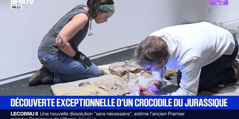 Découverte exceptionnelle d'un squelette de crocodile de 5m de long