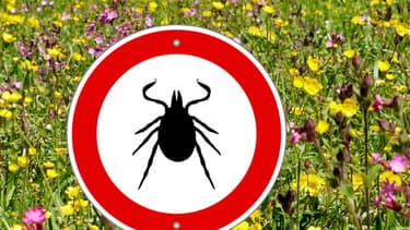 La transmission de la maladie de Lyme à l’homme se fait uniquement par piqûre de tique.