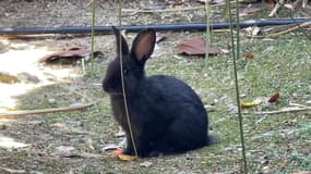 Des lapins envahissent une résidence de Cagnes-sur-Mer dans les Alpes-Maritimes.
