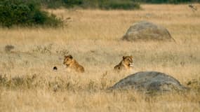 Deux lionnes dans le parc national Queen Elizabeth en Ouganda (Illustration)