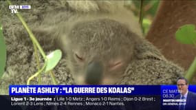 La "guerre des koalas" - 14/09