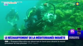 Méditerranée: la température de l'eau inquiète 