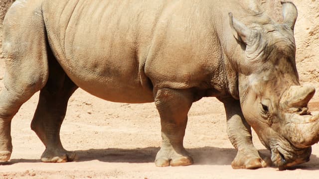 En 2012, 668 rhinocéros ont été tués par des braconniers en Afrique du Sud.
