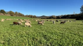 Le projet d'un abattoir paysan semi-mobile est porté par des éleveurs basés à Pierrerue dans les Alpes-de-Haute-Provence.
