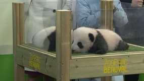 Les jumelles pandas du Zoo de Beauval lors de leur baptême le 18 novembre 2021.