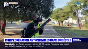 Istres: la mairie lance l'opération de traitement anti-chenilles 