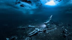 "Whale bones", la photographie d'Alexander Dawson lauréats de l'Underwater Photographer of the Year 2024