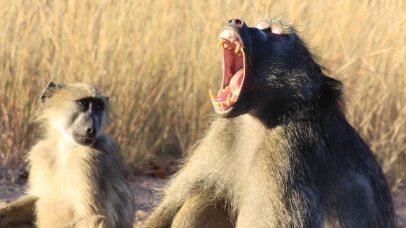 Babouins. (illustration)