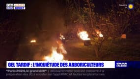 Bas-Rhin: avec l'arrivée tardive du gel, les arboriculteurs sont inquiets