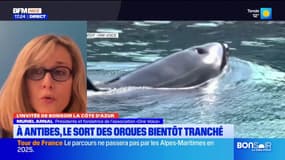 Orques de Marineland: l'expertise sur leur état de santé "n'est pas du tout terminée"
