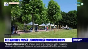 Seine-Maritime: les arbres mis à l'honneur à Montivilliers