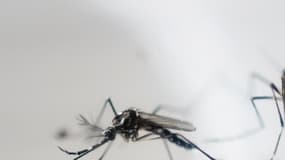 Le moustique-tigre est responsable de l'épidémie de Zika en Amérique latine. 