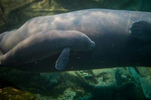 Un bébé lamentin, né il y a dix jours, nage aux côtés de sa mère dans le bassin du zoo de Beauval, le 15 mars 2017