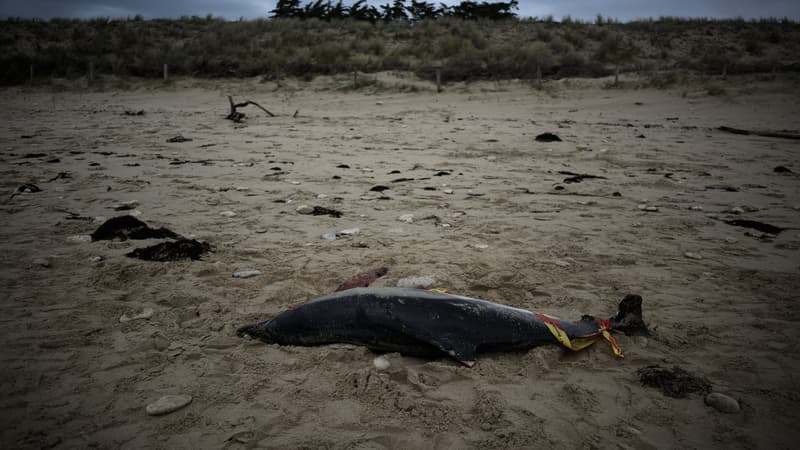 Dauphins échoués: le Conseil d'État ordonne au gouvernement de fermer des zones de pêche dans l'Atlantique