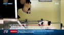 Bébé ou pas: la famille des pandas de Beauval va-t-elle s'agrandir?