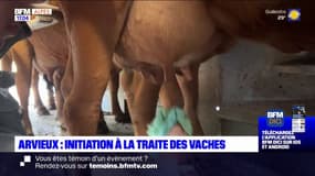 Arvieux: initiation à la traite des vaches