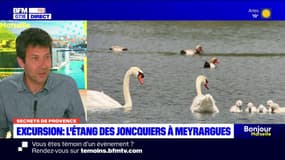 Secrets de Provence: l'étang des Joncquiers à Meyrargues
