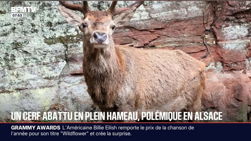 Alsace: l’abattage d’un cerf en plein cœur d’un hameau fait polémique