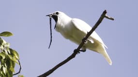 Un mâle Araponga blanc, capturé en train de crier pour attirer les femelles de la même espèce