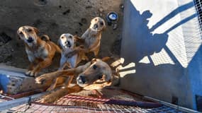 Des chiens errants dans un refuge (archives).