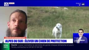 Alpes du Sud: les conseils de Simon Merveille pour choisir son chien de protection