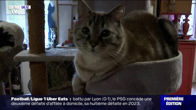 La mairie de Metz lance une grande campagne de stérilisation contre les chats errants