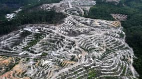 Vue aérienne montrant la déforestation pour installer des plantations d'huile de palme à Bornéo en Indonésie le 24 février 2014.