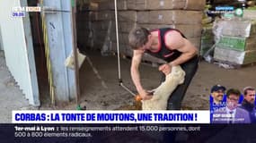 Corbas: la tonte de moutons, une tradition