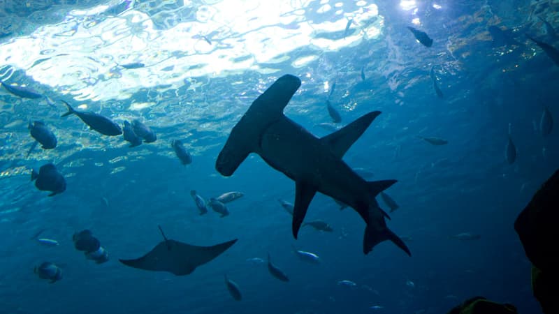 La proposition de réglementer la pêche et la commercialisation de ces espèces de requins requiem et requins-marteaux a été la plus discutée (illustration).