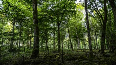 Le parc national de Bourgogne et Champagne en 2017 et officiellement créé en novembre 2019.