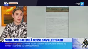 Seine-Maritime: une baleine à bosse aperçue dans l'estuaire
