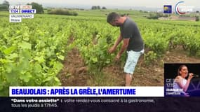 Beaujolais: après la grêle, l'amertume