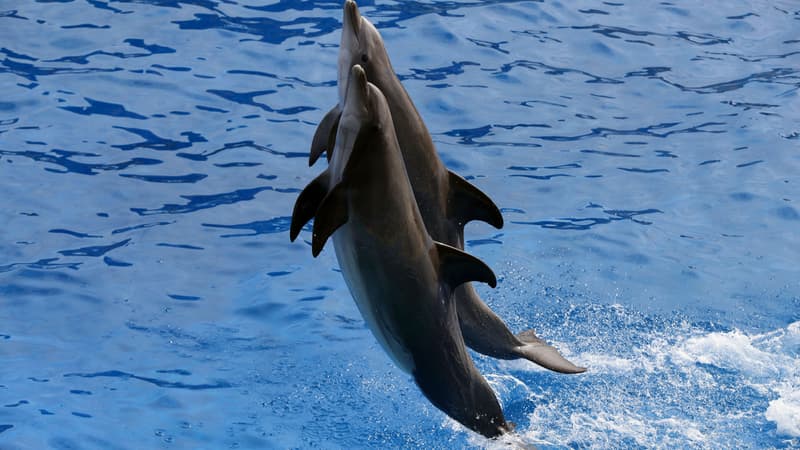 Des dauphins en représentation dans le parc aquatique de Marineland, à Antibes. 
