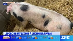 Salon de l'Agriculture: les spécificités du porc de Bayeux