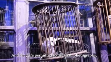 Extrait de la vidéo de Peta, montrant les conditions de vie des chouettes de l'exposition Harry Potter de Londres.