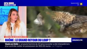Rhône: selon AssoCohab, le département possède "un biotope adapté au loup"