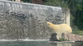 Au zoo de Mulhouse, les ours mangent du melon et profitent de l'eau pour se rafraîchir.