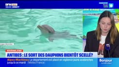 Marineland d'Antibes : le sort des dauphins bientôt scellé ?