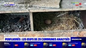 Perfluorés: les œufs de 28 communes du Rhône analysés