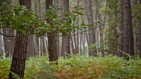 Une branche de chêne sous des pins dans la forêt domaniale de Mouliere, près de Poitiers, le 13 octobre 2023.