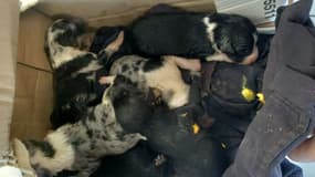 Huit chiots ont été découverts abandonnés dans un conteneur enterré du Syndicat mixte départemental des déchets de la Dordogne (SMD3) ce jeudi 24 juillet à Saint-Amand-de-Vergt.