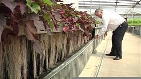 Des plantes à traire en Lorraine révolutionnent la recherche