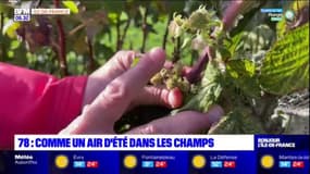 Tomates, aubergines, framboises... des fruits et légumes d'été continuent de mûrir dans les Yvelines