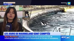 Fermeture de Marineland: quel avenir pour les deux orques encore présentes dans le parc?