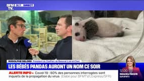 Les prénoms des deux jumelles pandas du ZooParc de Beauval révélés ce jeudi