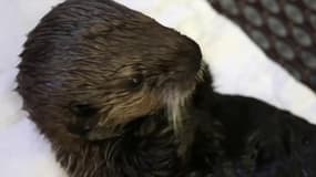 Une loutre abandonnée et retrouvée sur une plage d’Alaska a été recueillie pour être soignée au SeaLife Center