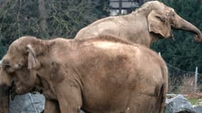 Baby et Népal, les deux éléphantes du zoo de Lyon, ne seront finalement pas euthanasiées.