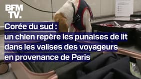 JO 2024: à l'aéroport de Séoul, un chien renifleur pour éviter l'importation de punaises de lit en provenance de Paris